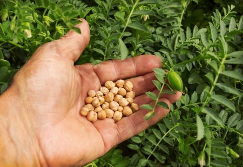 Turkmenistan Develops New Chickpea Variety Bagtyýar